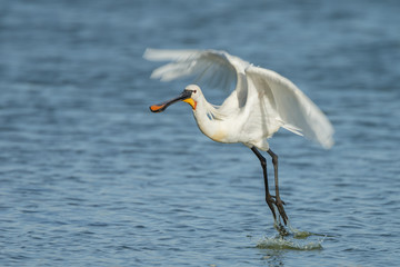 Spoonbill