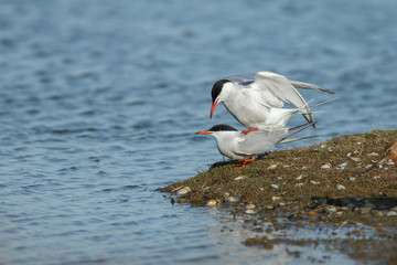 Arctic tern in mating season