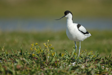 The pied avocet (Recurvirostra avosetta)