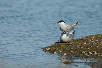 Arctic tern in mating season