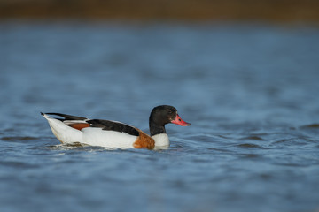 The common shelduck (Tadorna tadorna)
