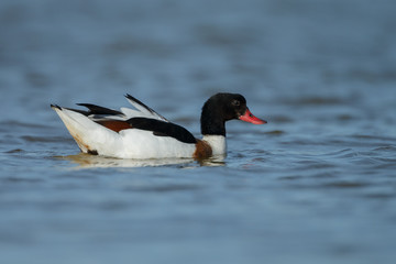 The common shelduck (Tadorna tadorna)