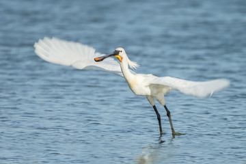Spoonbill