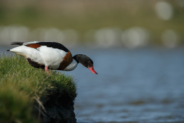 The common shelduck (Tadorna tadorna)
