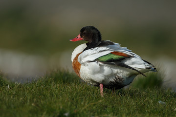 The common shelduck (Tadorna tadorna)