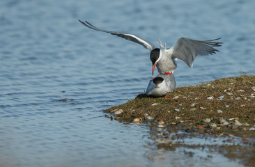 Arctic tern in mating season