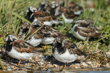 The ruddy turnstone (Arenaria interpret) breeding plumage.
