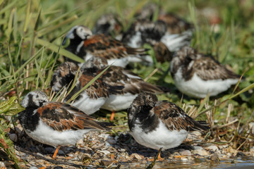 The ruddy turnstone (Arenaria interpret) breeding plumage.
