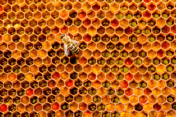 closeup of bees on honeycomb in apiary