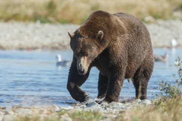 Obraz na płótnie Canvas Brown bear at Katmai Alaska