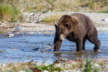 Obraz na płótnie Canvas Brown bear standing in a river and eating or chasing slamon