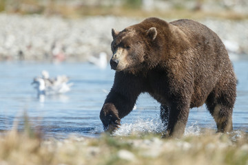 Brown bear standing in a river and eating or chasing slamon