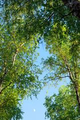 forest birch