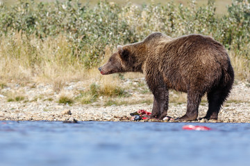 Fototapeta premium Brown bear standing in a river and eating or chasing slamon