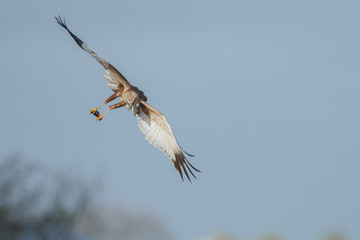 The western marsh harrier male (Circus aeruginosus) in flight during mating season