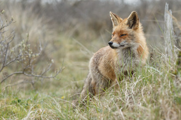 Naklejka na ściany i meble Red fox between bushes