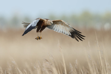 The western marsh harrier male (Circus aeruginosus) in flight during mating season - obrazy, fototapety, plakaty