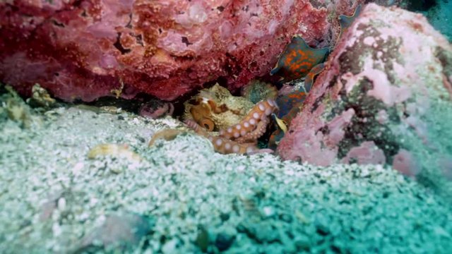 Big octopus in the stone seabed in search of food. Amazing underwater world and the inhabitants, fish, stars, octopuses and vegetation of the Sea of Japan.