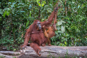 Mama orangutan and her flexible child sit on a log in the jungles of Indonesia (Borneo)