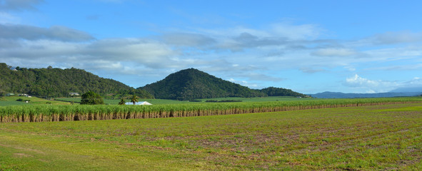 Panoramic landscape of sugar farm