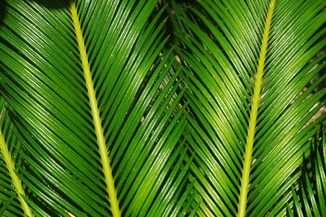 Fototapeta premium green palm leaves is background,texture.