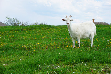 Obraz premium White home goat grazing in a meadow 