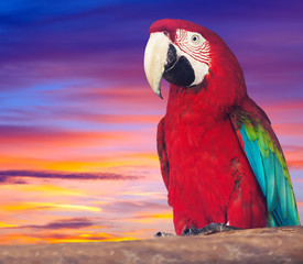 Portrait of  red macaw papagay