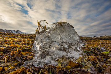 Arktyczna wiosna © blackspeed