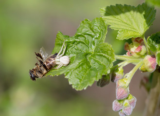 Паук поймал пчелу