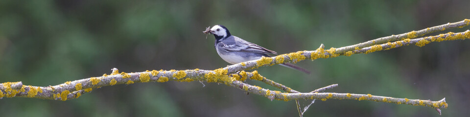 Bachstelze sitzt auf Ast am See