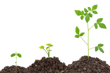 Young green plant on  the soil ,on white background