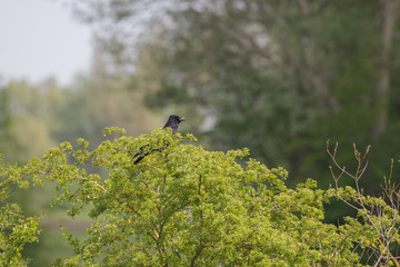 Rabenkrähe sitzt im Busch ganz oben