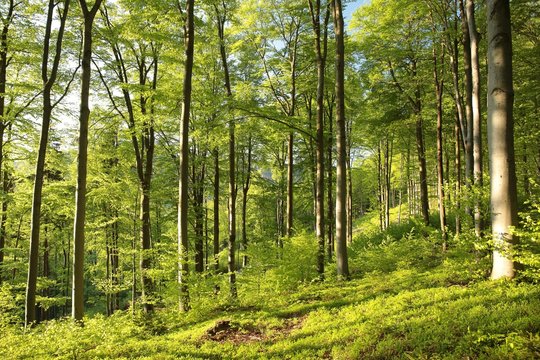 Fototapeta Spring beech forest