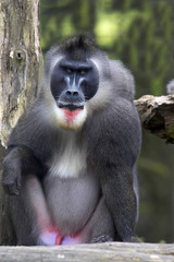 A large male drill, Mandrillus leucophaeus