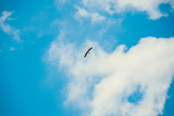 Bird soars freely in the sky