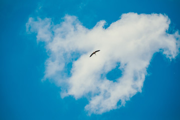Stork flying in the sky