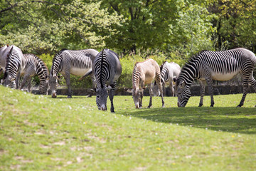 Fototapeta na wymiar mare with baby Grevy's zebra, Equus grevyi,