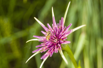 Macro Bee on fuchsia flowers