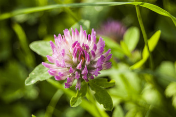 Macro Fuchsia flower Central position