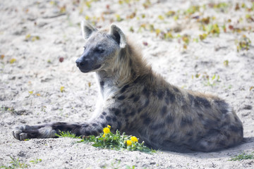 Spotted Hyaena, Crocuta crocuta is a strong animal