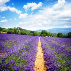 Plakat Lavender field at summer