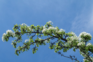 Flowers pear