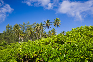 Fototapeta na wymiar Tropical landscape, coconut palm trees ans bushes with blue sky.