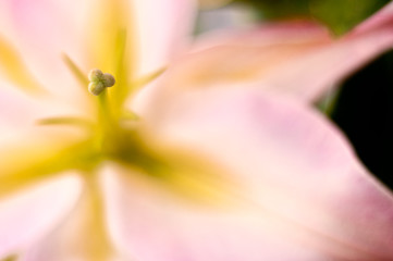 Fototapeta na wymiar pink exotic flower close-up