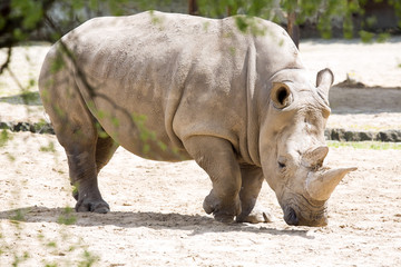 Obraz premium Southern White Rhinoceros, Ceratotherium s. simum