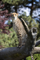 Cheetah, Acinonyx jubatus, sitting on the trunk