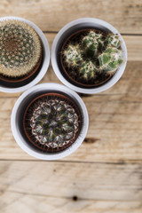 Group of cactus plants