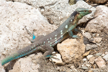 Eidechse in Felslandschaft