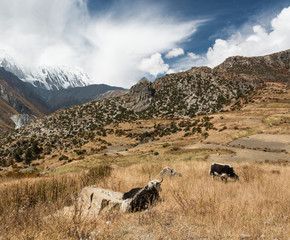 Mountain pastures with yak grazin under dramatic sky.