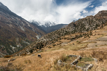 Mountain pastures with yak grazin under dramatic sky.